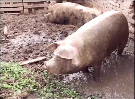 Free Milf Bitch Porn Videos Xhamster