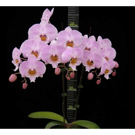 Орхидея Phal. Younghome Princess 0178 big lip - купить, доставка Украина