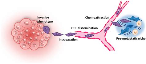 Ijms Free Full Text In Vitro Co Culture Models Of Breast Cancer