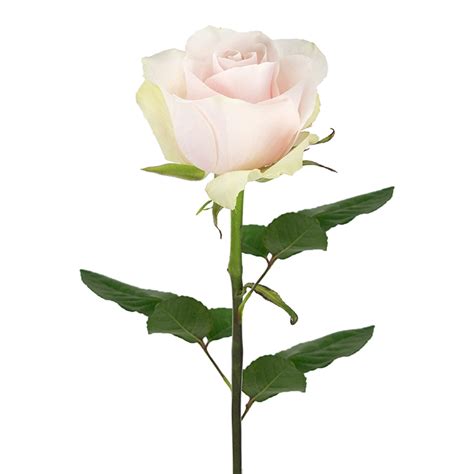 Frutteto - Mystic Flowers