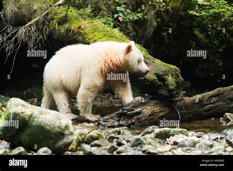 Spirit Bear Ursus Americanus Kermodei Fishing Great Bear Rain Forest