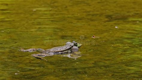 Common Frog Rana Temporaria Single Reptile Croaking In Water Also