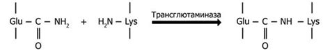 ИСПОЛЬЗОВАНИЕ ПРОТЕОЛИТИЧЕСКИХ ФЕРМЕНТОВ И ПРЕПАРАТОВ КЛАССА ТРАНСФЕРАЗ ...