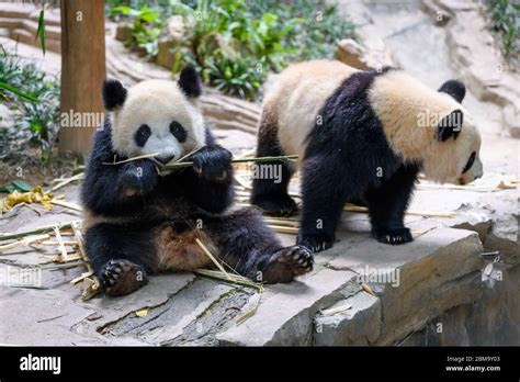 Two Cute Giant Pandas Playing Together Stock Photo Alamy