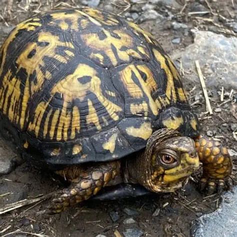 Turtle Species In Pennsylvania Id Pictures Pond Informer