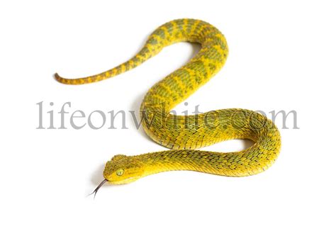 Life On White Naked Mole Rat Hairless Rat Heterocephalus Glaber Isolated On Wihte