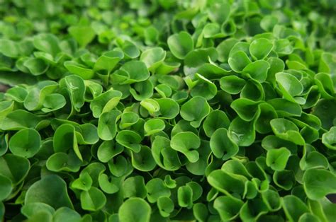 Discover The Perks Of Growing Dichondra Grass Instead Of A Traditional ...