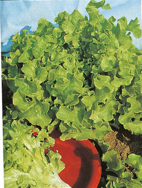 LAITUE FEUILLE DE CHENE BLONDE 3 G GRAINES