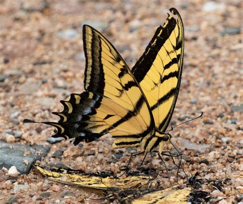 Papilio Multicaudata Two Tailed Swallowtail Daniel Fitzgerald