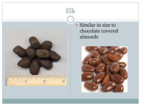 Scat-Identification.pdf