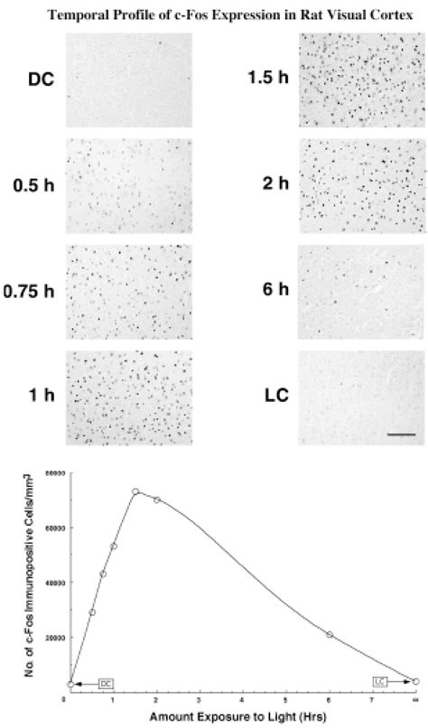 Time Course Of C Fos Protein Expression In Rat Visual Cortex The