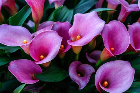 Are Calla Lilies Annual Or Perennial Tips On Keeping Callas Year