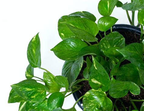 Discover The Top 7 Benefits Of Pothos Plant For Your Home And Health