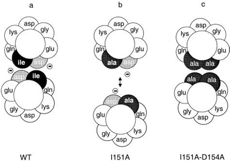 A Two Turn Cross Section Of The Proposed Dimerization Interface In Wild