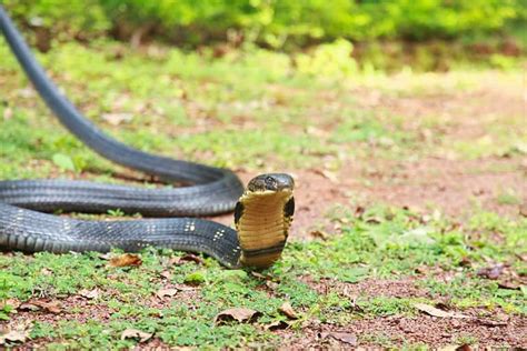 10 Incredible King Cobra Facts (No Other Snake Does #7!) - A-Z Animals
