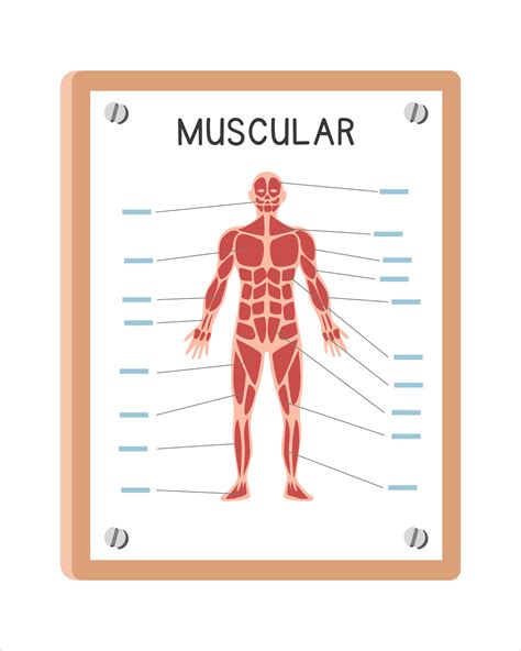 Human Muscular System Poster Clipart Cartoon Style Vector Design Use