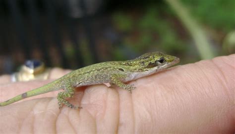 Seminole Heights Pocket Swamp: Baby green anole