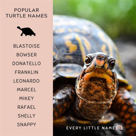 310 Best Turtle Names Cute Funny And Turtle Ly Awesome Every