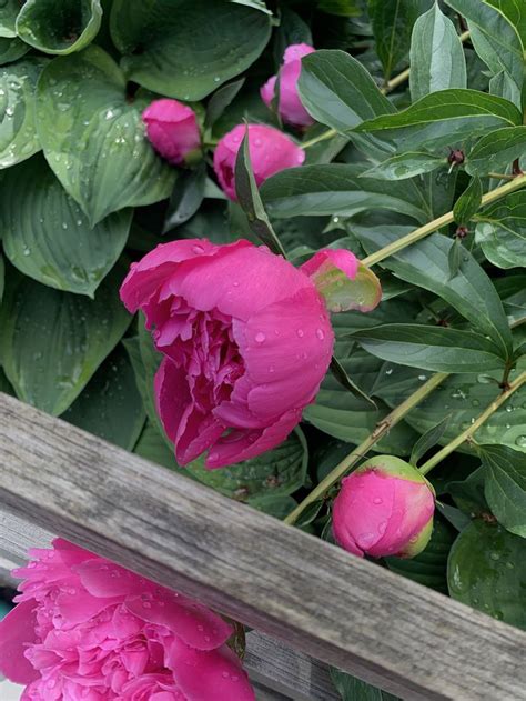 Rain Kissed Peonies Nel