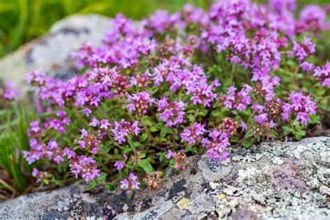14 Stunning Deer Repellent Flowers For Your Yard Or Garden 🦌