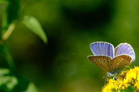 Borboleta Azul Comum Foto Gratuita No Pixabay Pixabay