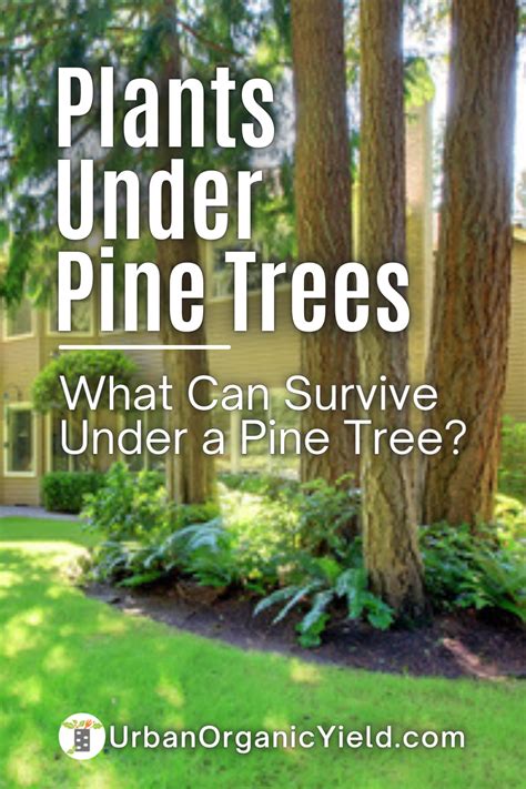 17 Best Plants That Grow Under Pine Trees Artofit