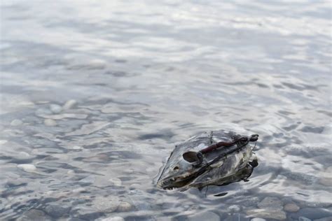 Fall Chum Salmon Run Failed To Hit Escapement Goal On Porcupine River