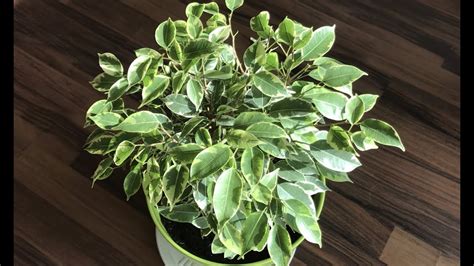 Уход за фикусом Бенджамина Кинки. Полезные советы. Ficus Benjamina ...