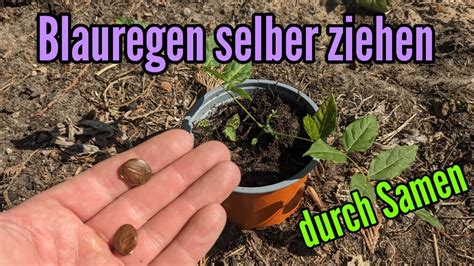 Blauregen Vermehren Durch Samen Wisteria Selber Ziehen YouTube