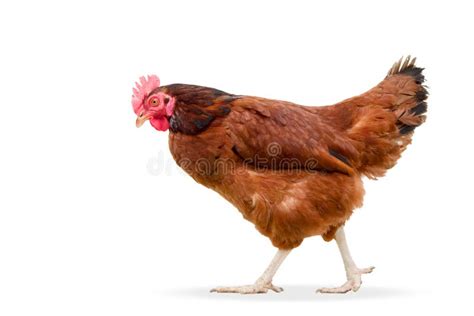 Brown Hen Walking Isolated On White Studio Shot Chicken Chicken Upset