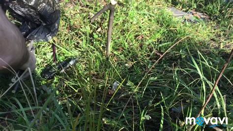 Петля затягивающаяся на зайца, фазана и прочих. Своими руками, коротко ...