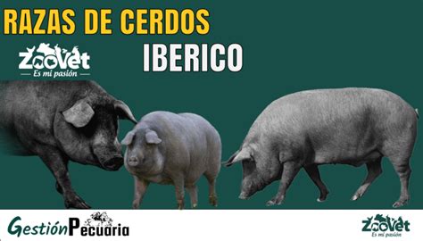 Raza Porcina Cerdo Pietrain Principales Características