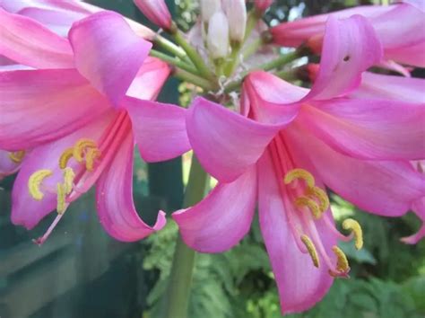 Types Of Naked Lady Flowers And How To Grow Them Mississippi Greens