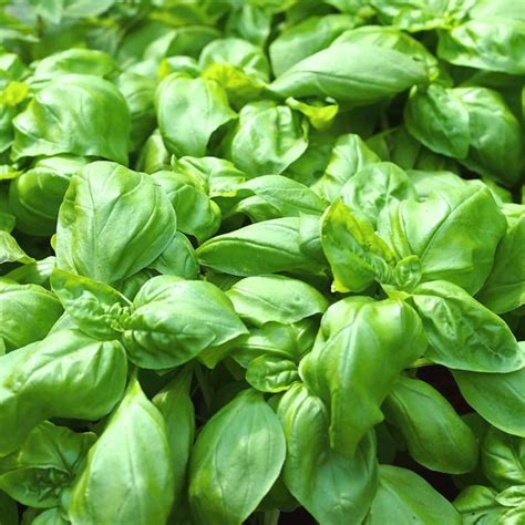 Sweet Basil The Plant Store Nz