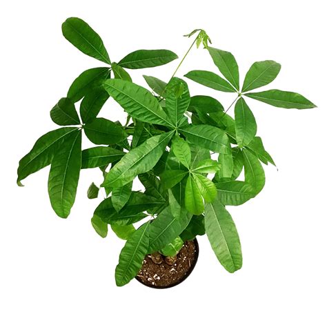 Pachira, 10in, Money Tree Braid – Floral Acres Greenhouse & Garden Centre