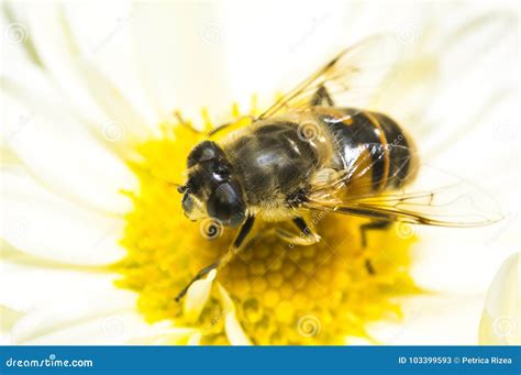 Abelha Na Flor Imagem De Stock Imagem De Beleza Flor