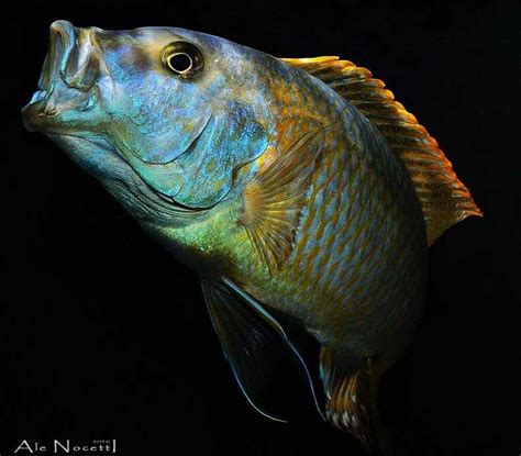 Buccochromis Buntbarsch Verzeichnis Malawi Guru