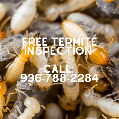 Termite Control And Treatment Mike Nelson Exterminating Conroe Tx Pest Control