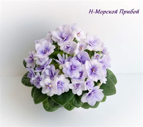 Фиалка Н-Морской Прибой