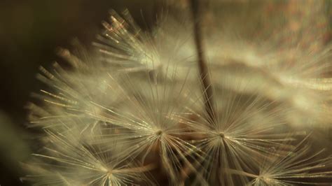 Dandelion Seeds Stock Video Footage for Free Download