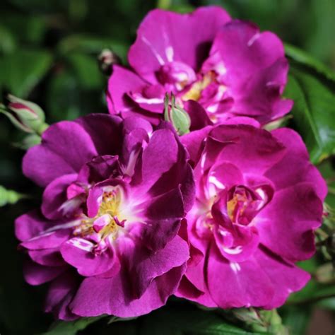 Purple Skyliner Uk Potted Rose Colin Gregory Roses Ltd