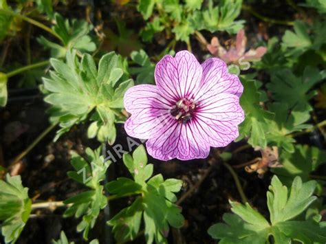 Kakost sivý 'Ballerina' - Geranium cinereum 'Ballerina' | Zahradnictví FLOS