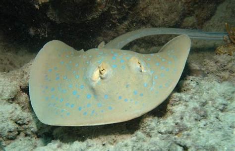 stingray | Definition, Species, Habitat, Size, & Facts | Britannica.com