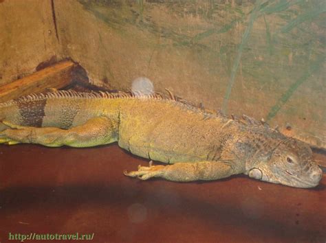 Акватеррариум (Пермь - Пермский край)