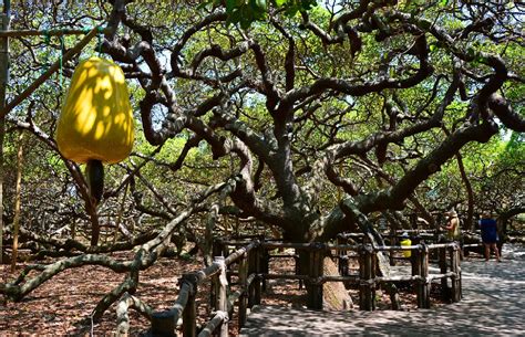 Onde Fica O Maior Cajueiro Do Mundo - MAIOR CAJUEIRO DO MUNDO EM PIRANGI COMPLETA HOJE 133 ANOS - Blog Tulio ...
