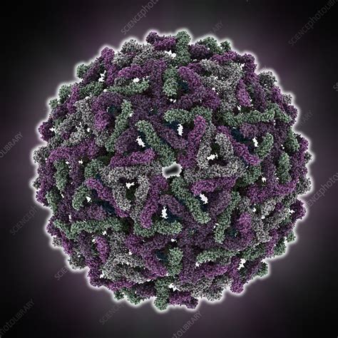 Dengue Virus Capsid Molecular Model Stock Image C0142848 Science