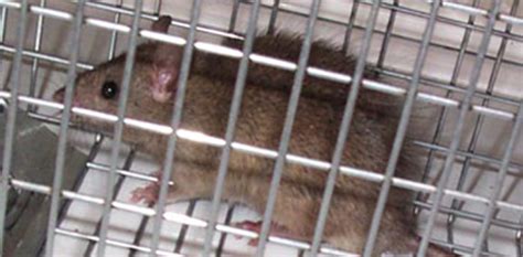 Rat Prevention Tips And Devices Rat Control For Home Garage And