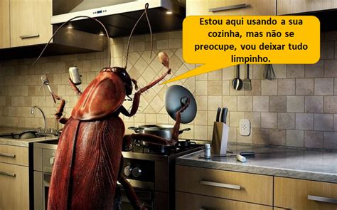Barata Para Que Serve - Ciclo De Vida De Uma Barata Tudo Sobre Ovos De Barata
