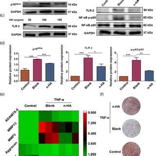 Ah Representative Immunohistochemistry Images And Summary Data