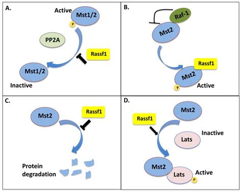 regulation  mammalian ste mst kinases pmc